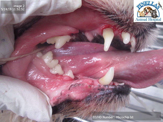 K9 Gingival Recession - After
