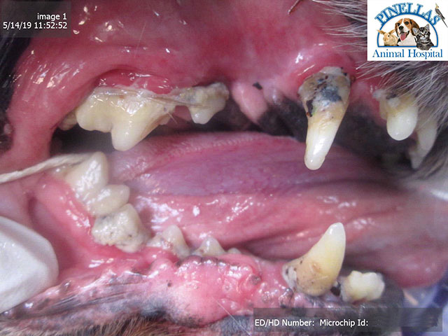 K9 Gingival Recession - Before 