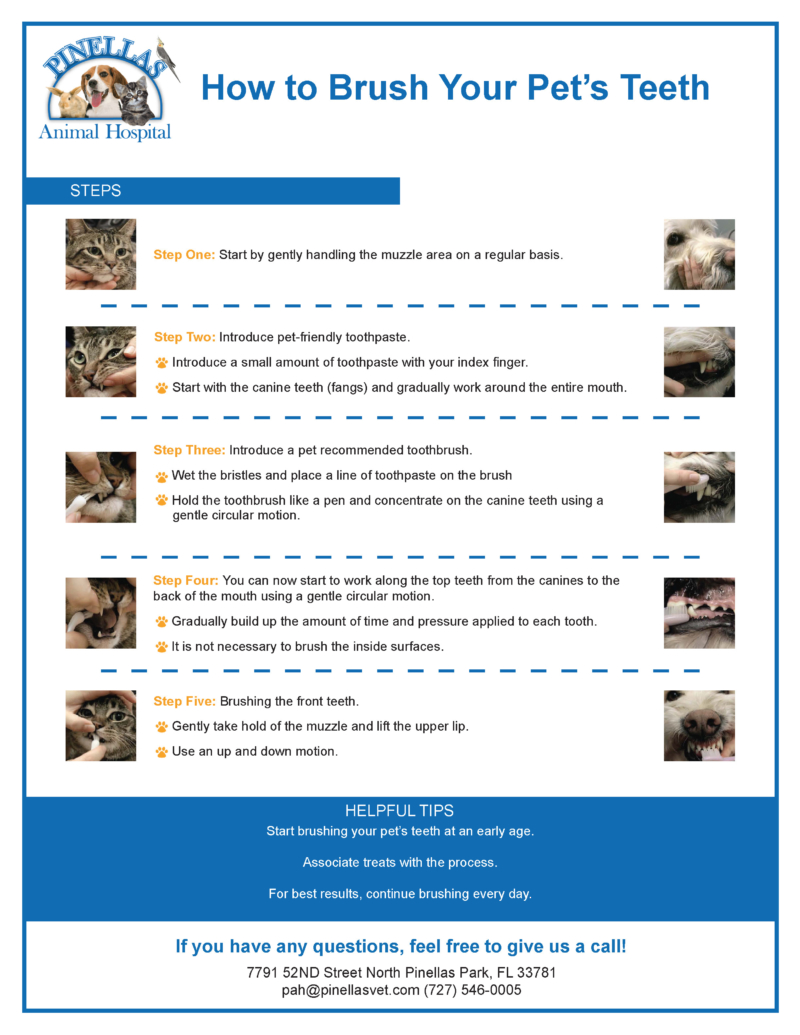 client-handouts-pinellas-park-fl-pinellas-animal-hospital