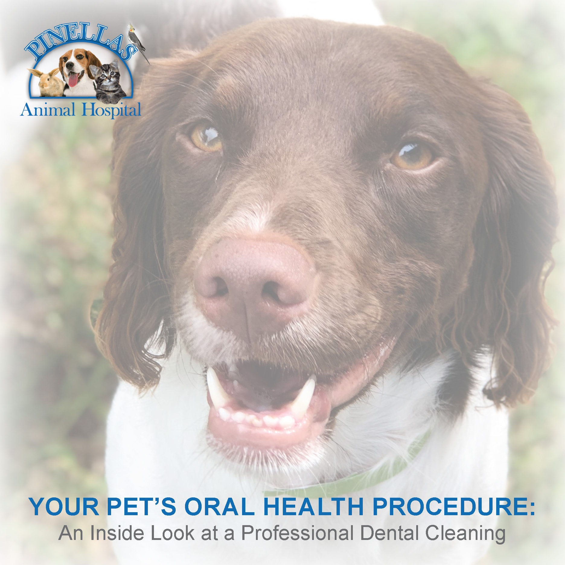 Client Handouts Pinellas Park, FL Pinellas Animal Hospital