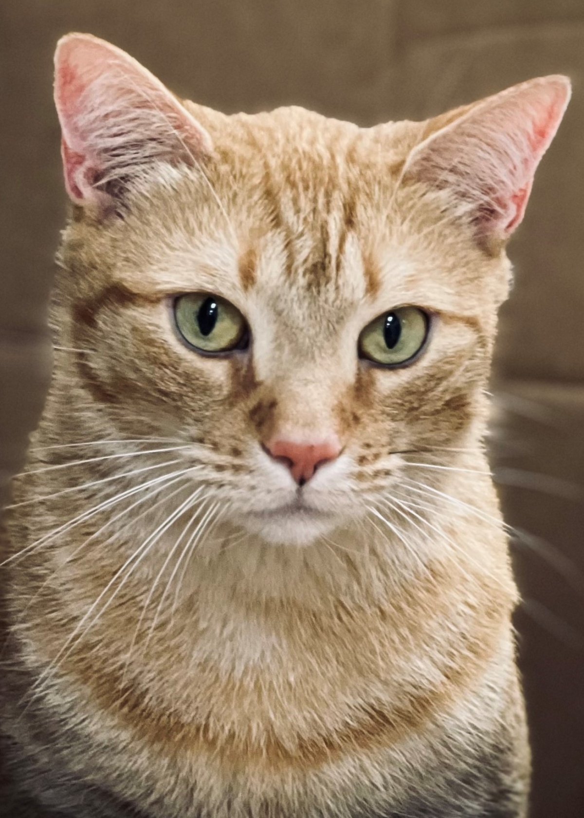 Meet Our House Pets – Pinellas Park, FL - Pinellas Animal Hospital