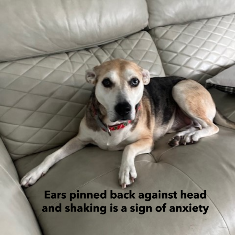 View of Understanding Canine Anxiety: A Guide for Dog Owners – Pinellas Animal ...