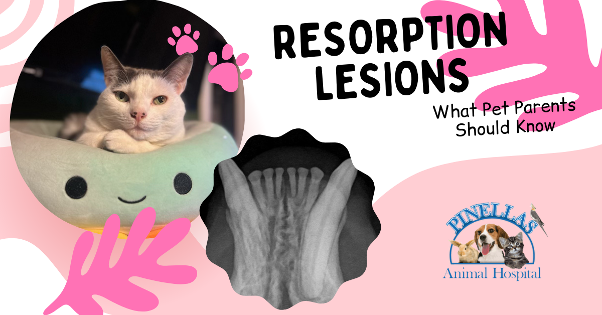 Yellow Fun Pet Shop Promo Facebook Ads