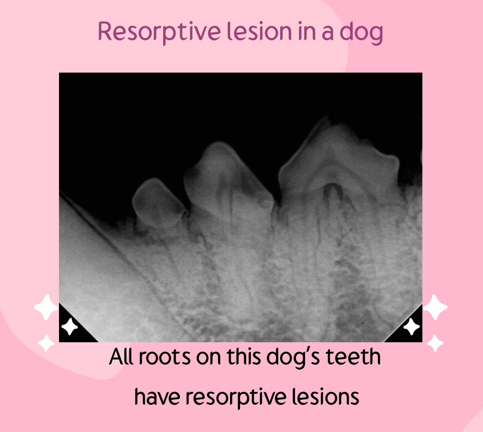 canine resorptive lesion