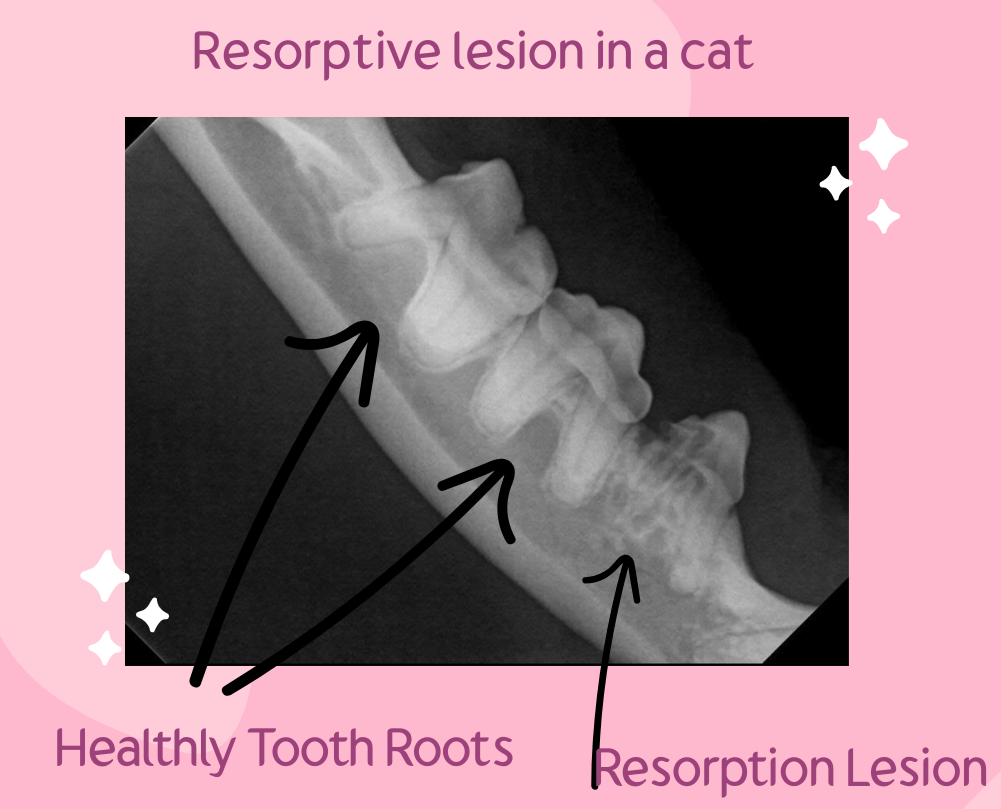 feline reportive lesion4