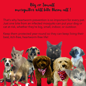 heartworm protection1